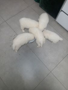 Цуценята самоїдської лайки