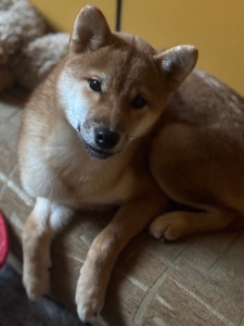 Хлопчик Шиба /КСУ