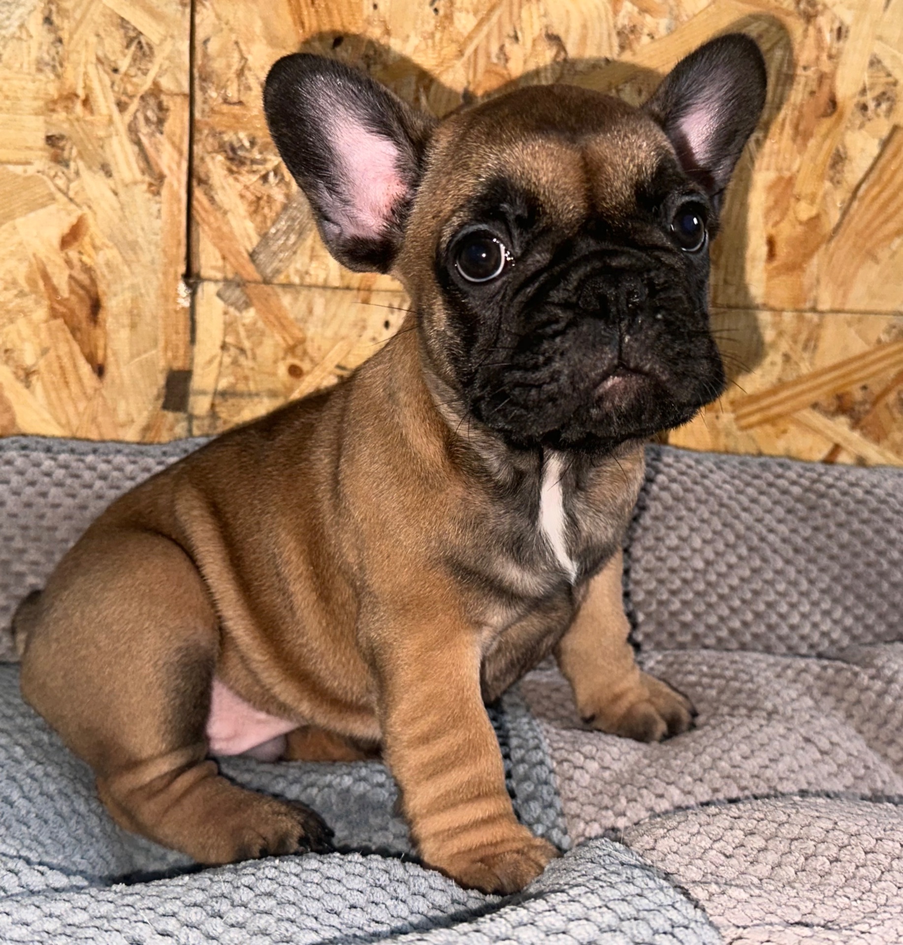 Малючки французького бульдога