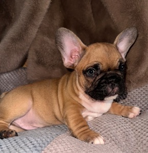 Малючки французького бульдога