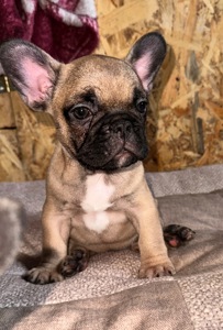 Малючки французького бульдога