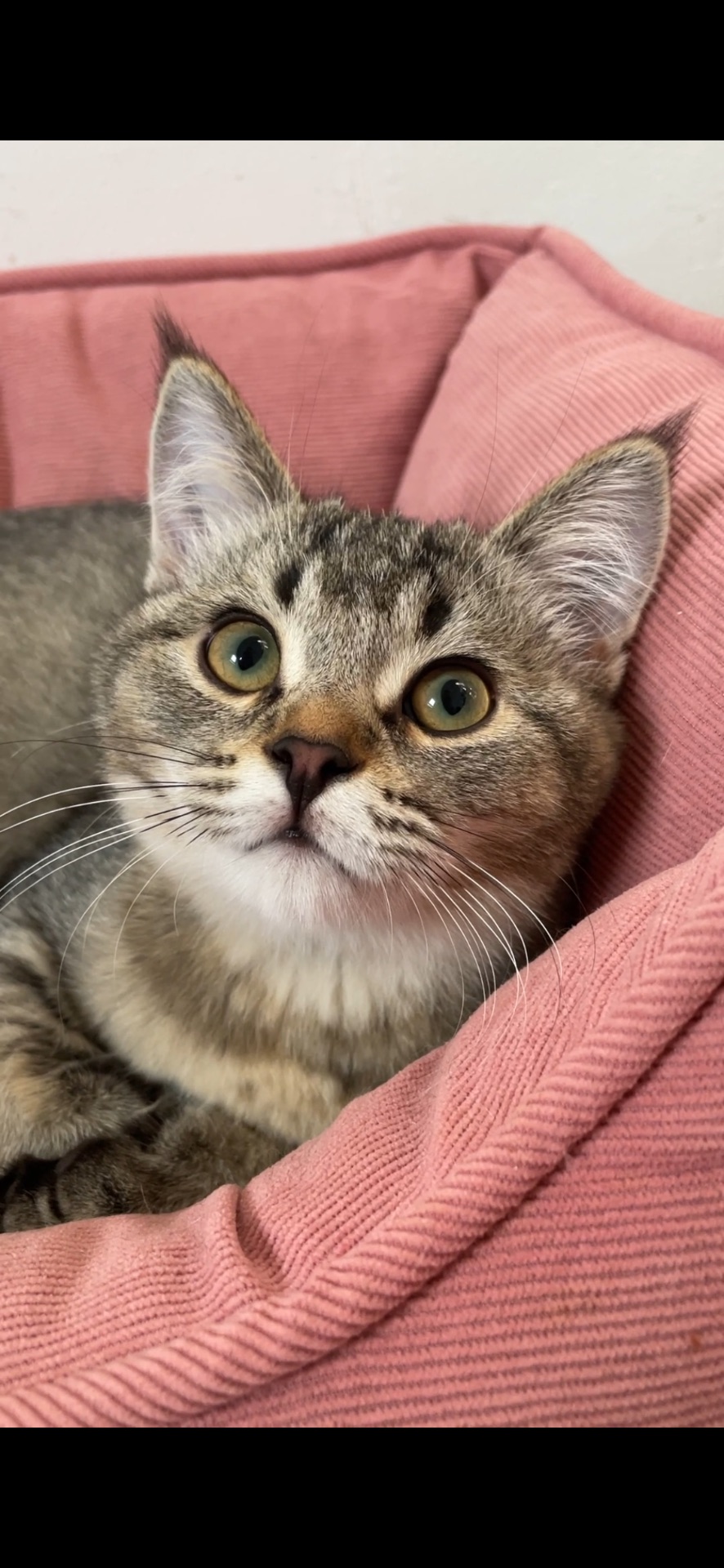 Шотландська чорно золота дівчинка, з щепленням, чіпом, паспортом