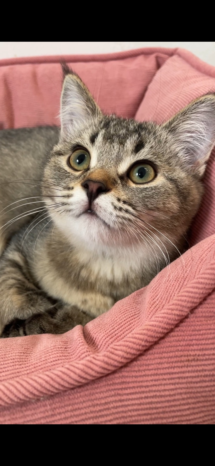 Шотландська чорно золота дівчинка, з щепленням, чіпом, паспортом