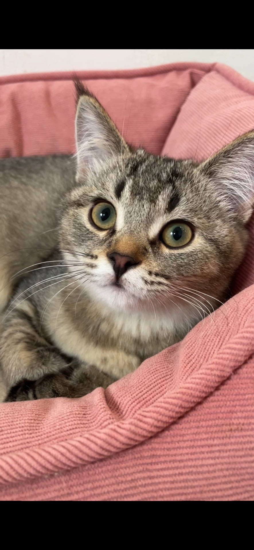 Шотландська чорно золота дівчинка, з щепленням, чіпом, паспортом