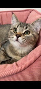 Шотландська чорно золота дівчинка, з щепленням, чіпом, паспортом