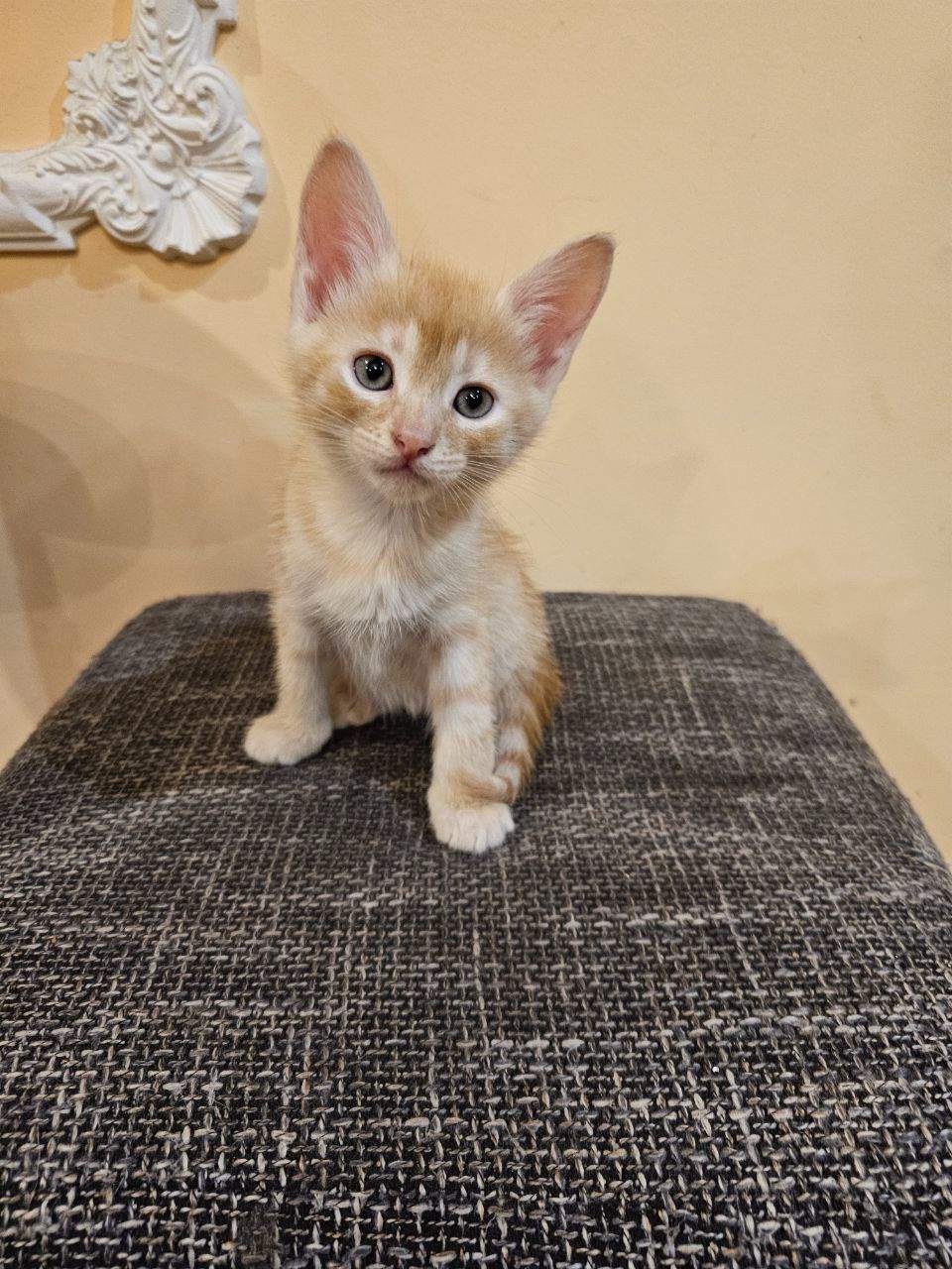 Отдам котят мальчики