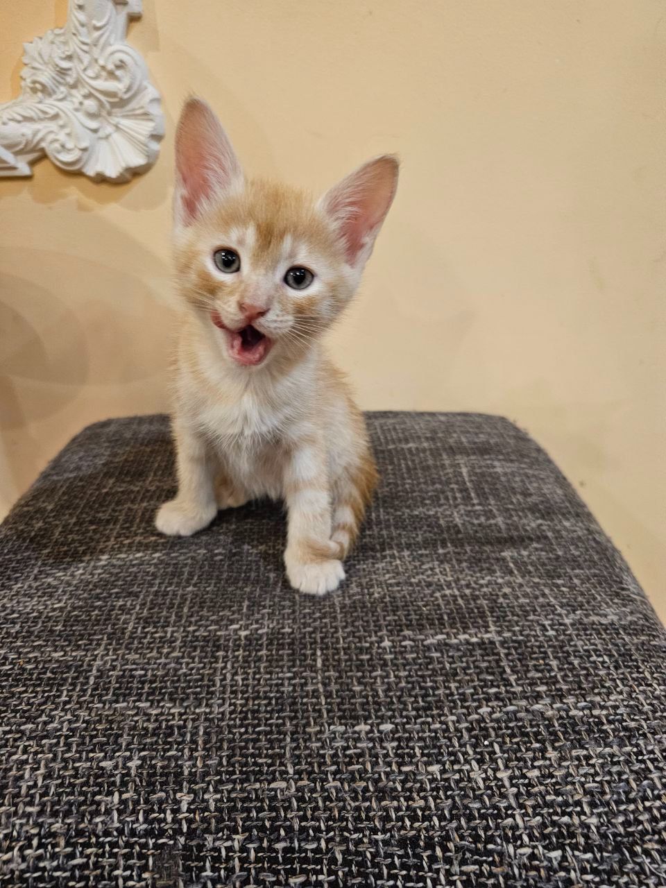 Отдам котят мальчики