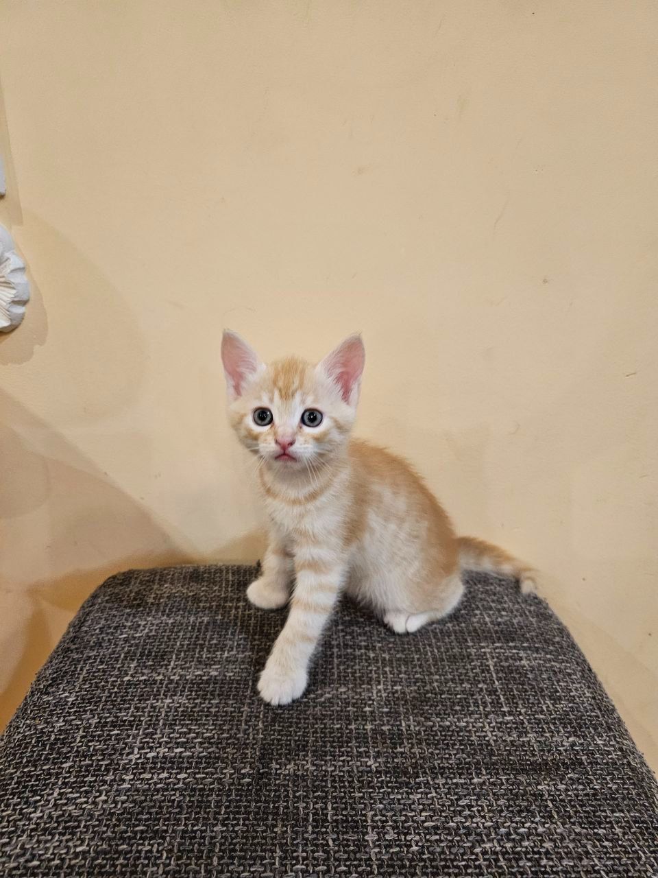 Отдам котят мальчики