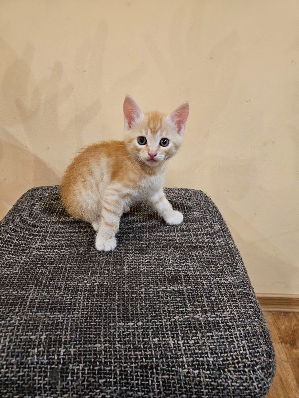 Отдам котят мальчики