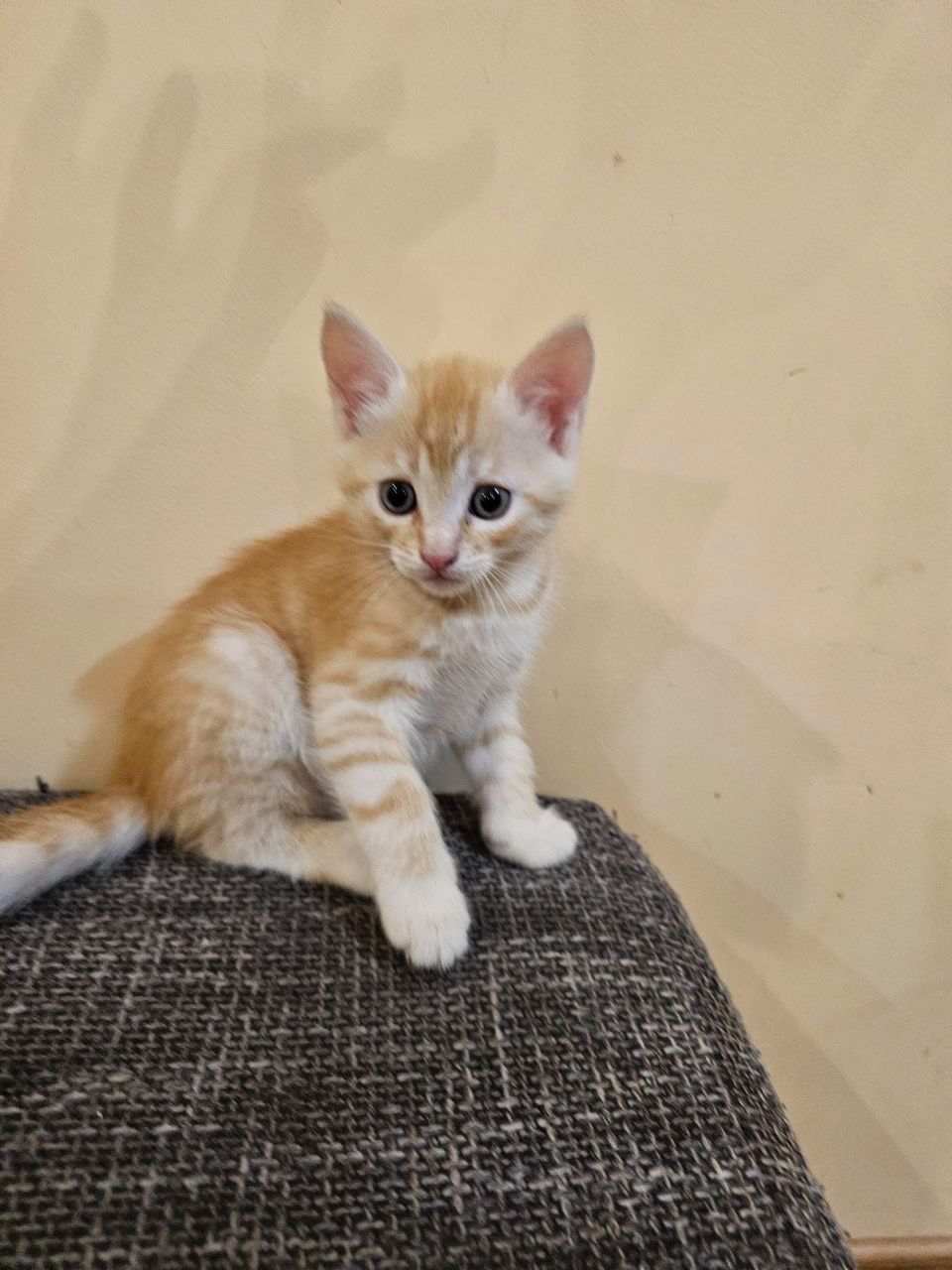 Отдам котят мальчики