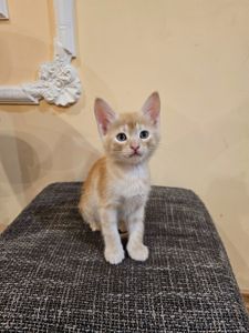 Отдам котят мальчики