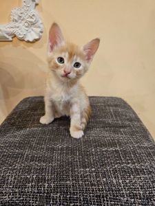 Отдам котят мальчики