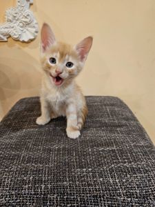 Отдам котят мальчики