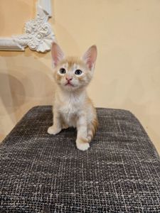 Отдам котят мальчики