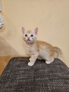 Отдам котят мальчики