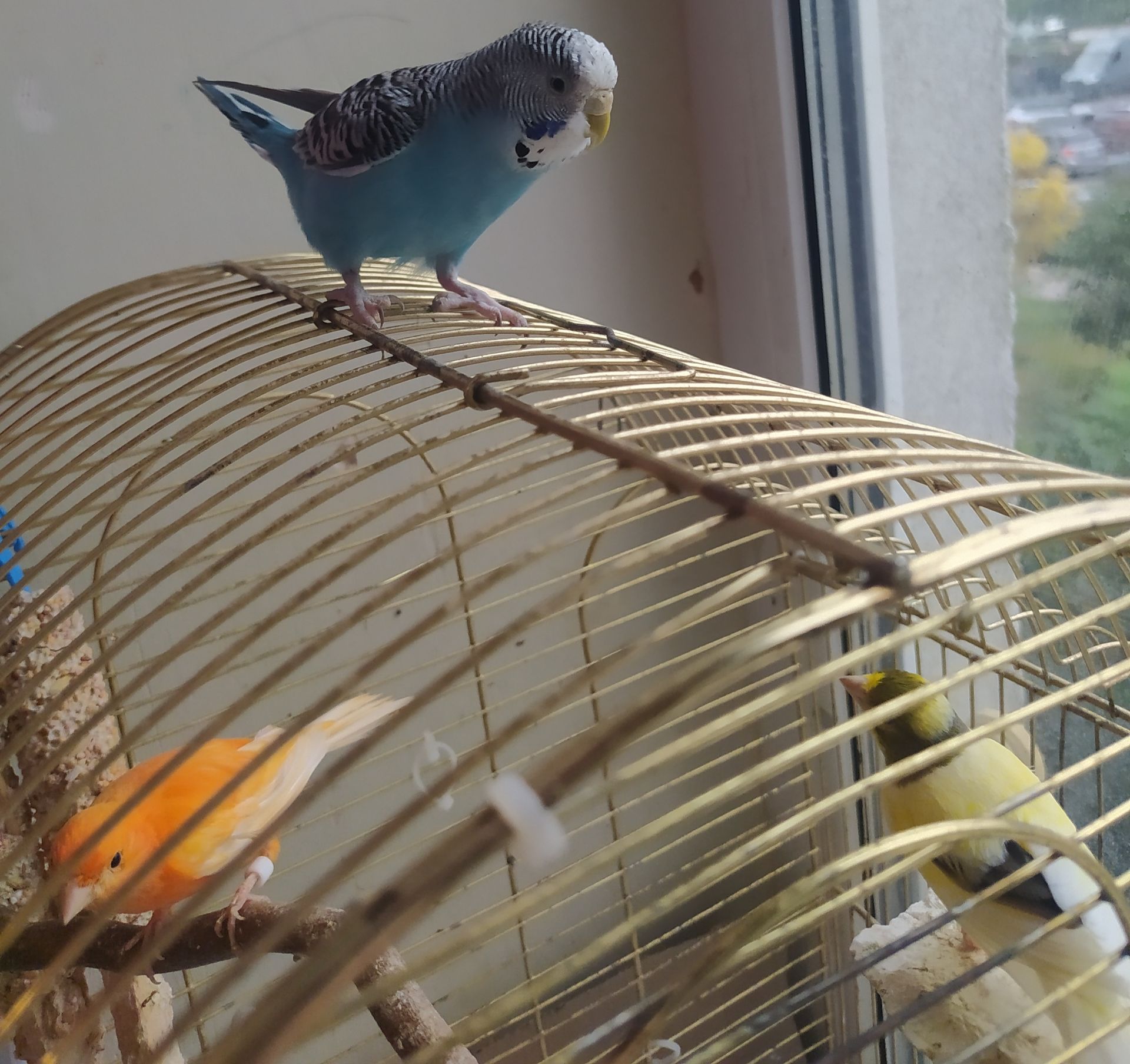 Хвиляста папуга