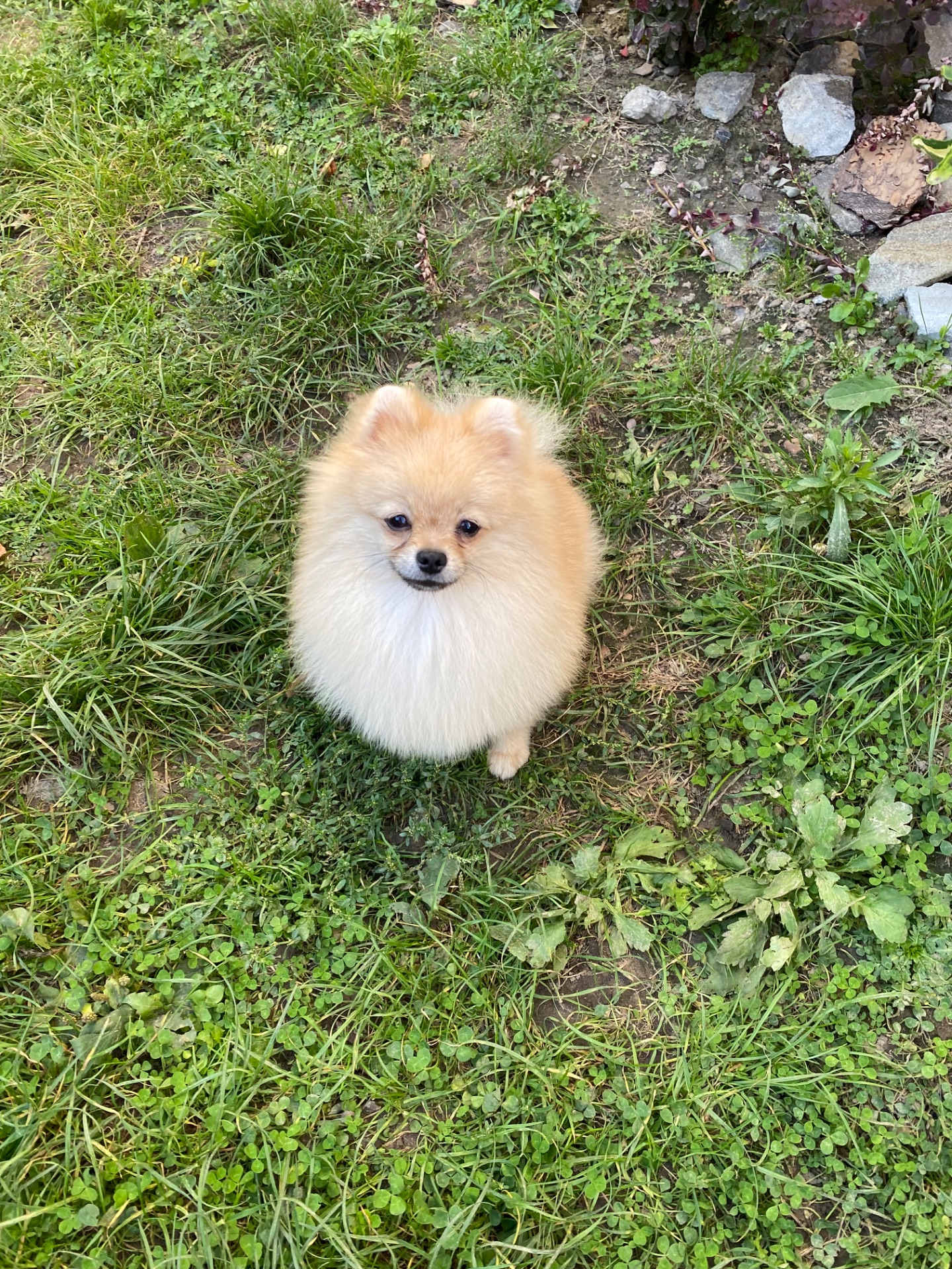 Померанський шпіц хлопчик