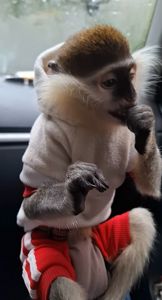 ТЕРМІНОВО: Зелена 🐒 ВЕРВЕТКА. Милий хлопчик шукає свою родину