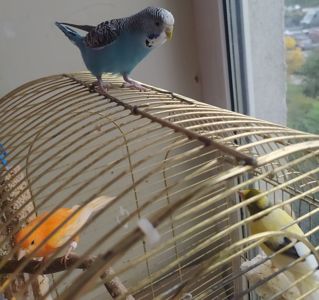 Хвиляста папуга