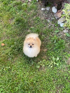 Померанський шпіц хлопчик