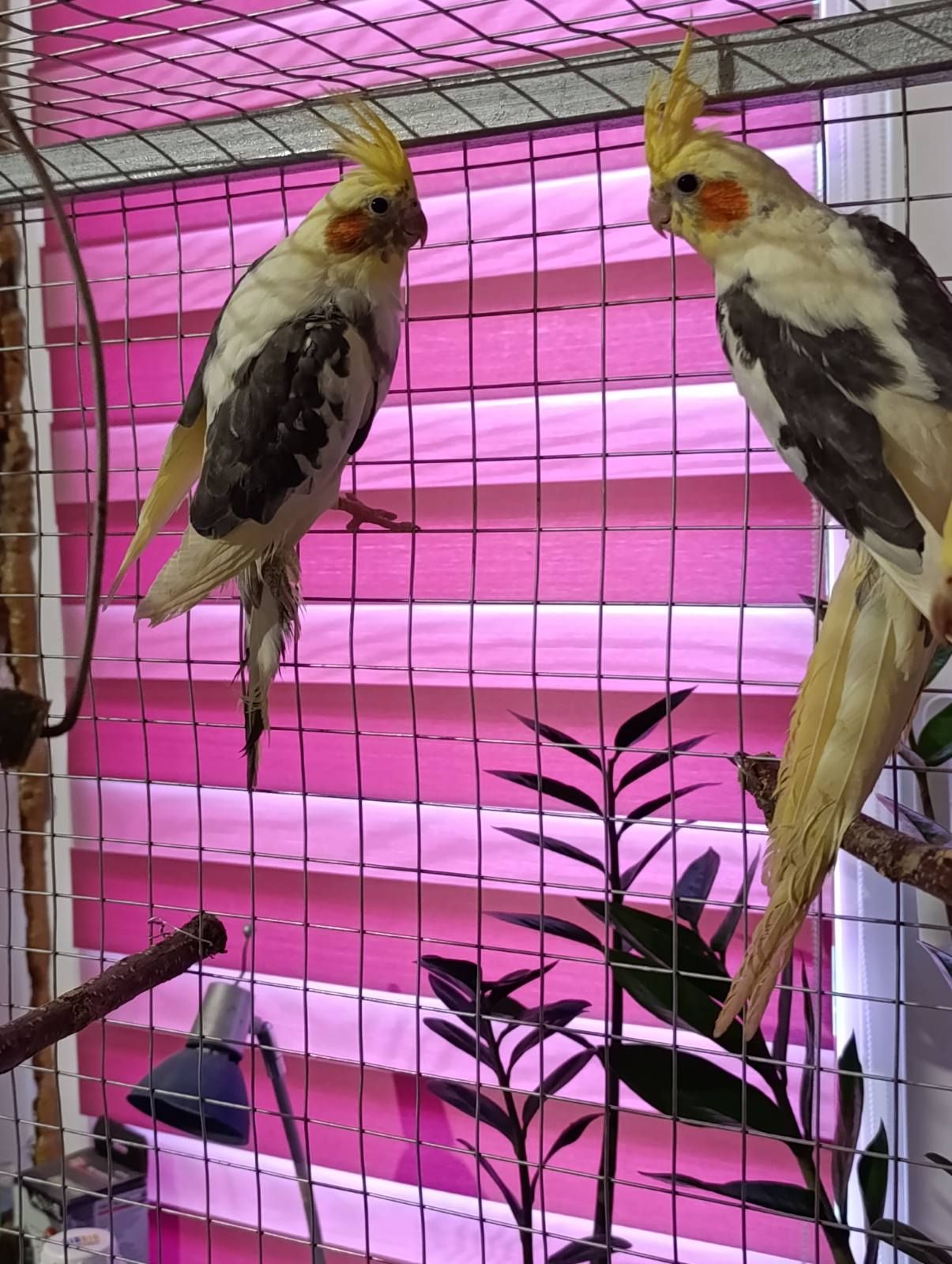 Продам карел