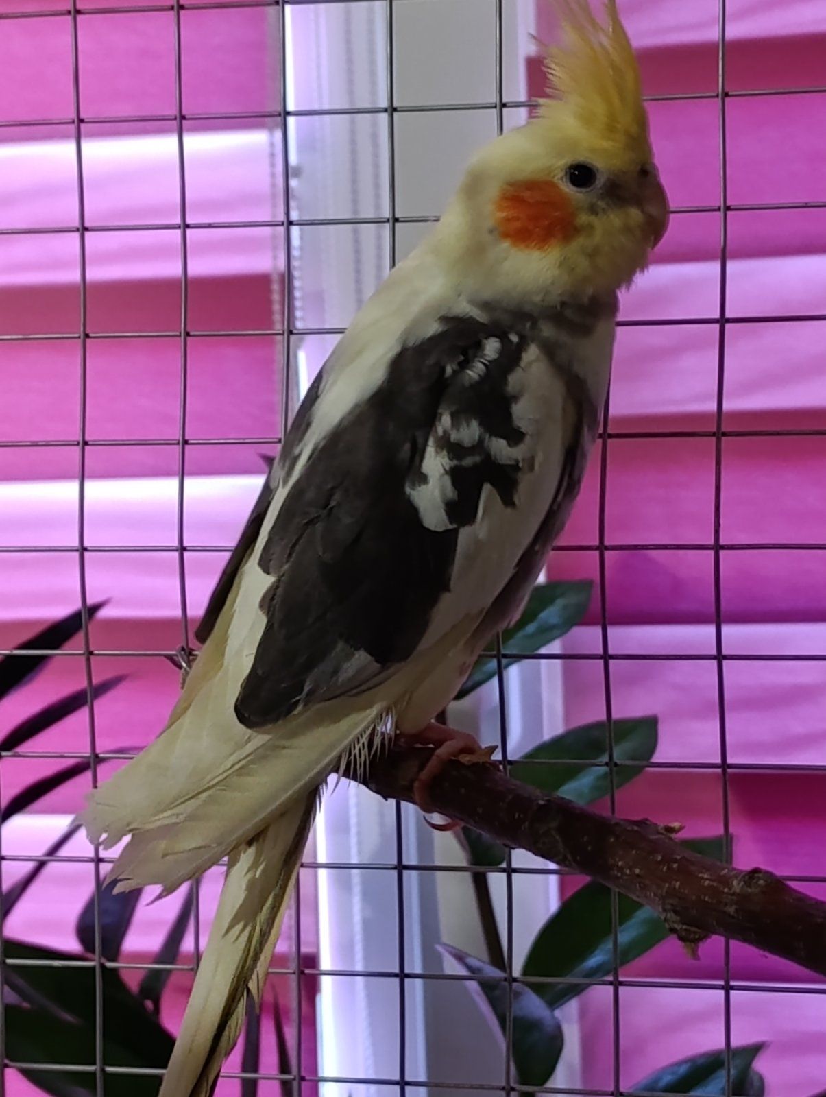 Продам карел