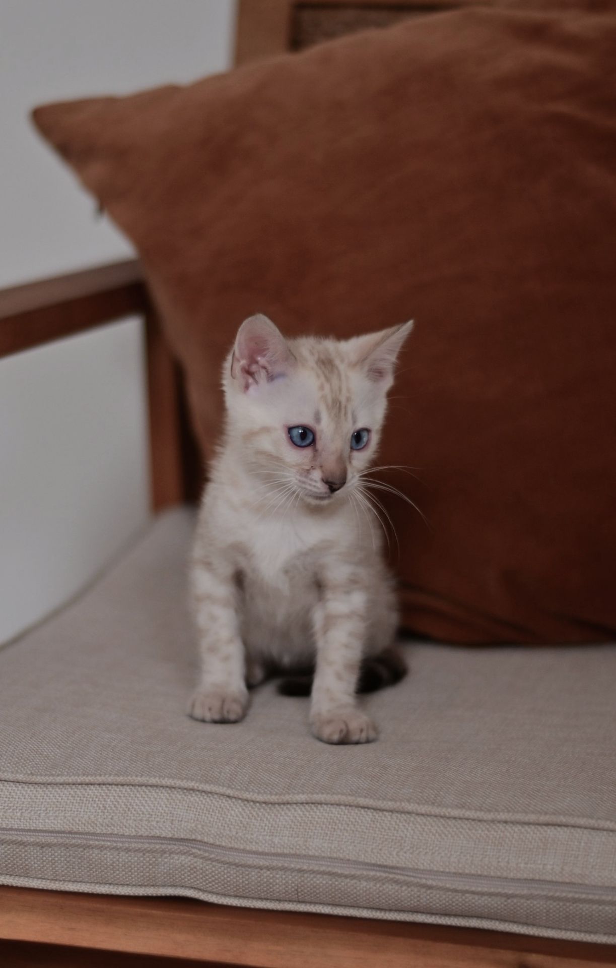 Cніжний бенгальський хлопчік