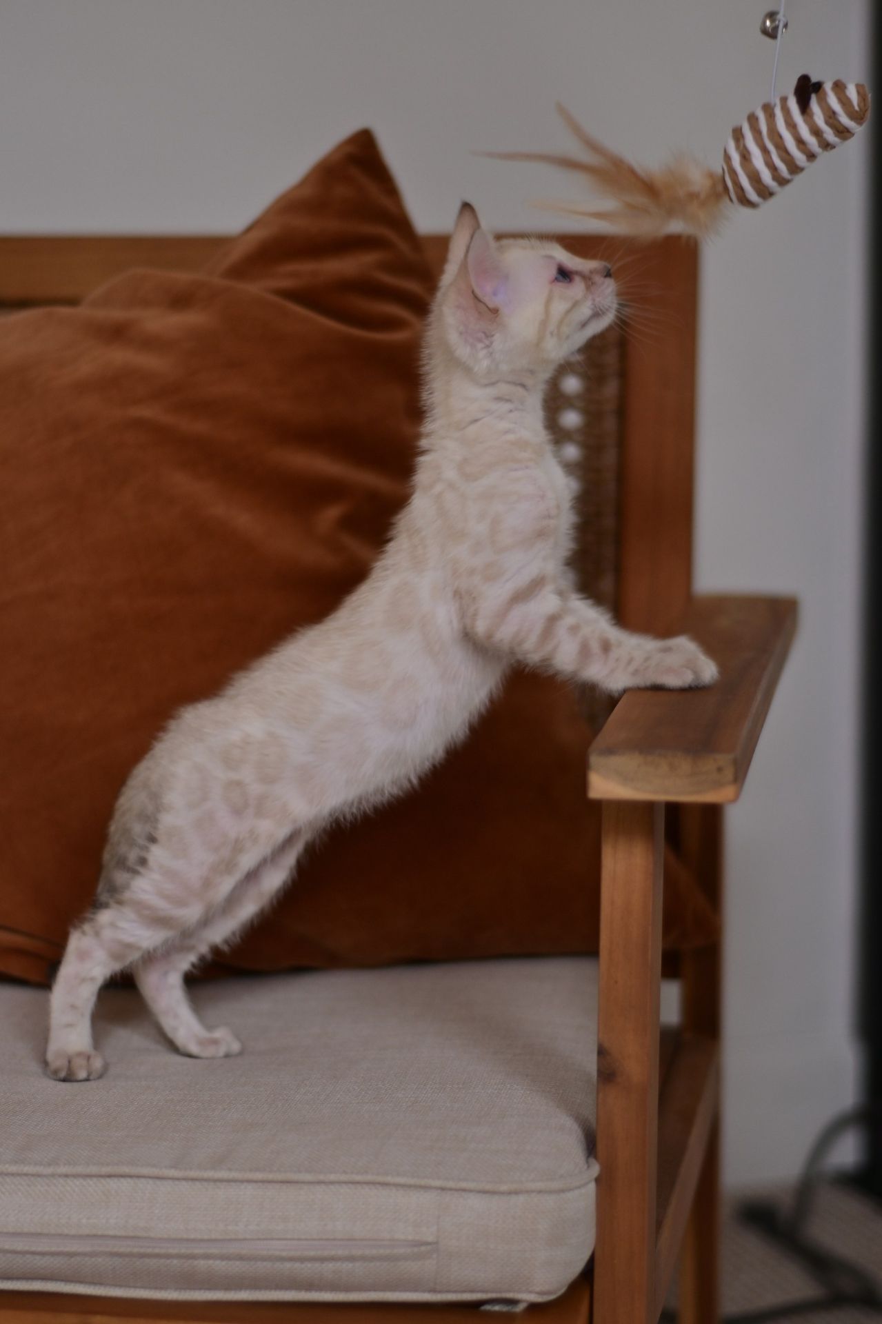 Cніжний бенгальський хлопчік