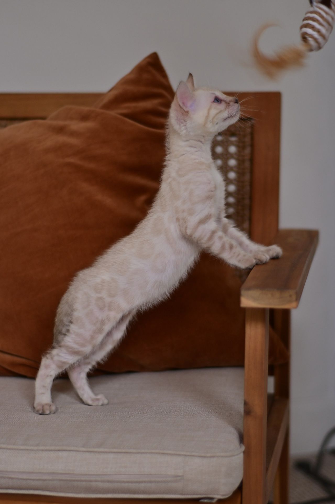 Cніжний бенгальський хлопчік