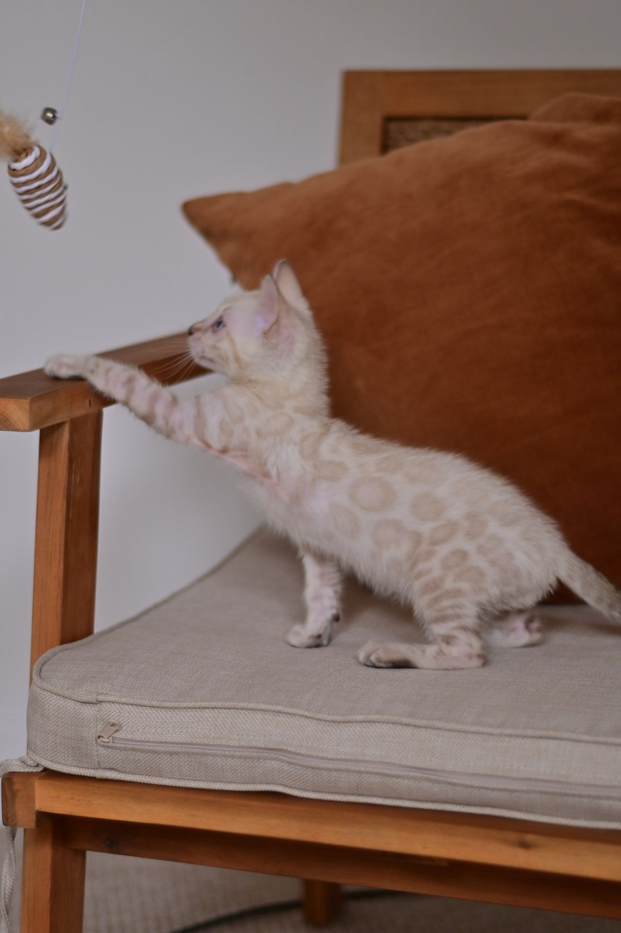 Cніжний бенгальський хлопчік