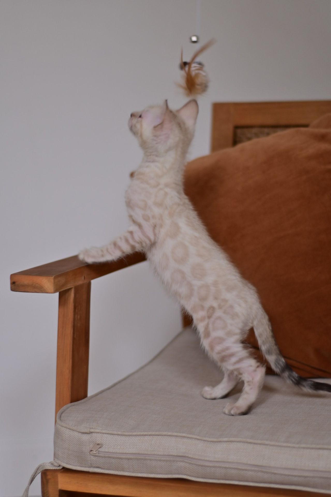 Cніжний бенгальський хлопчік