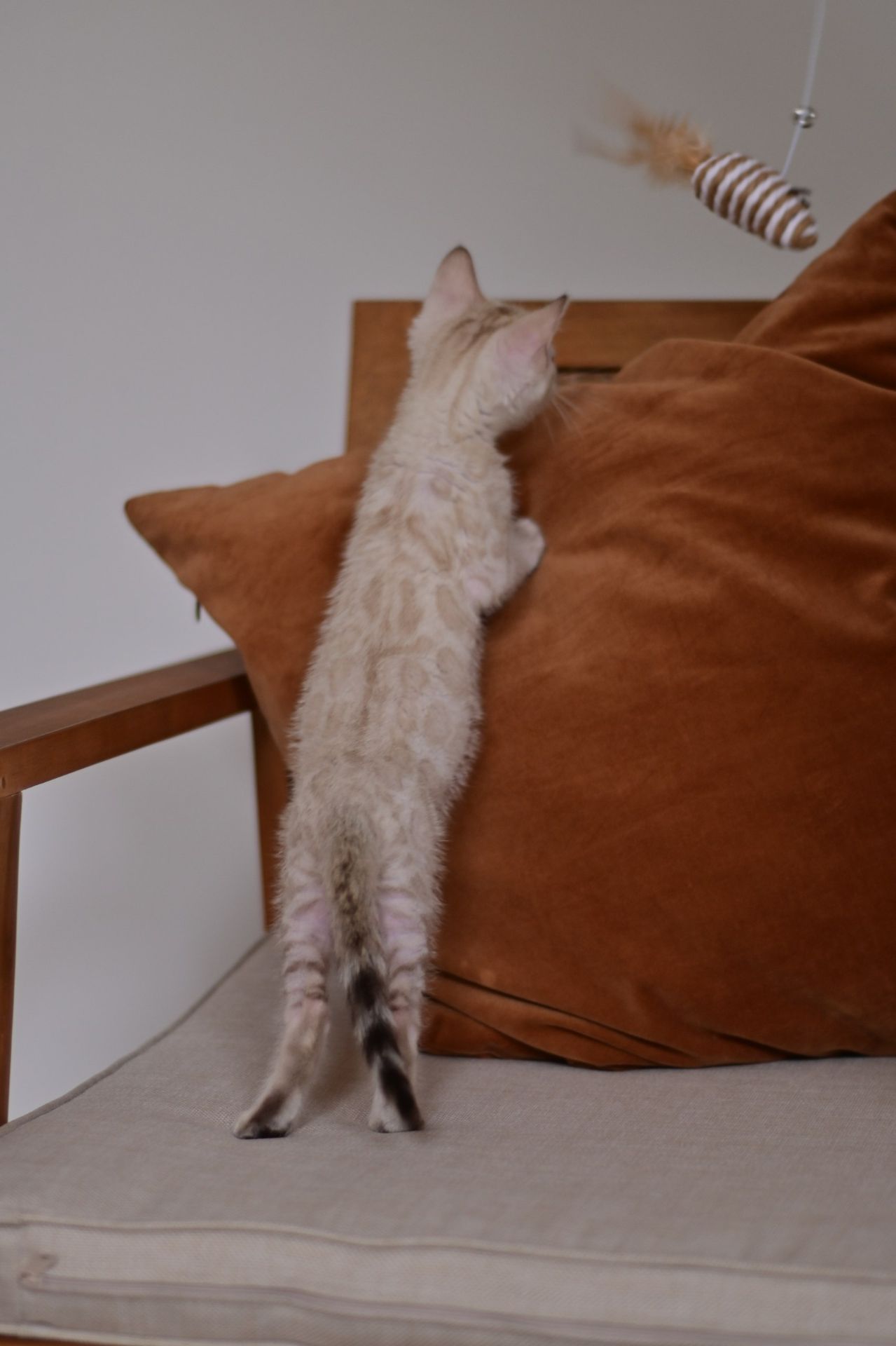 Cніжний бенгальський хлопчік