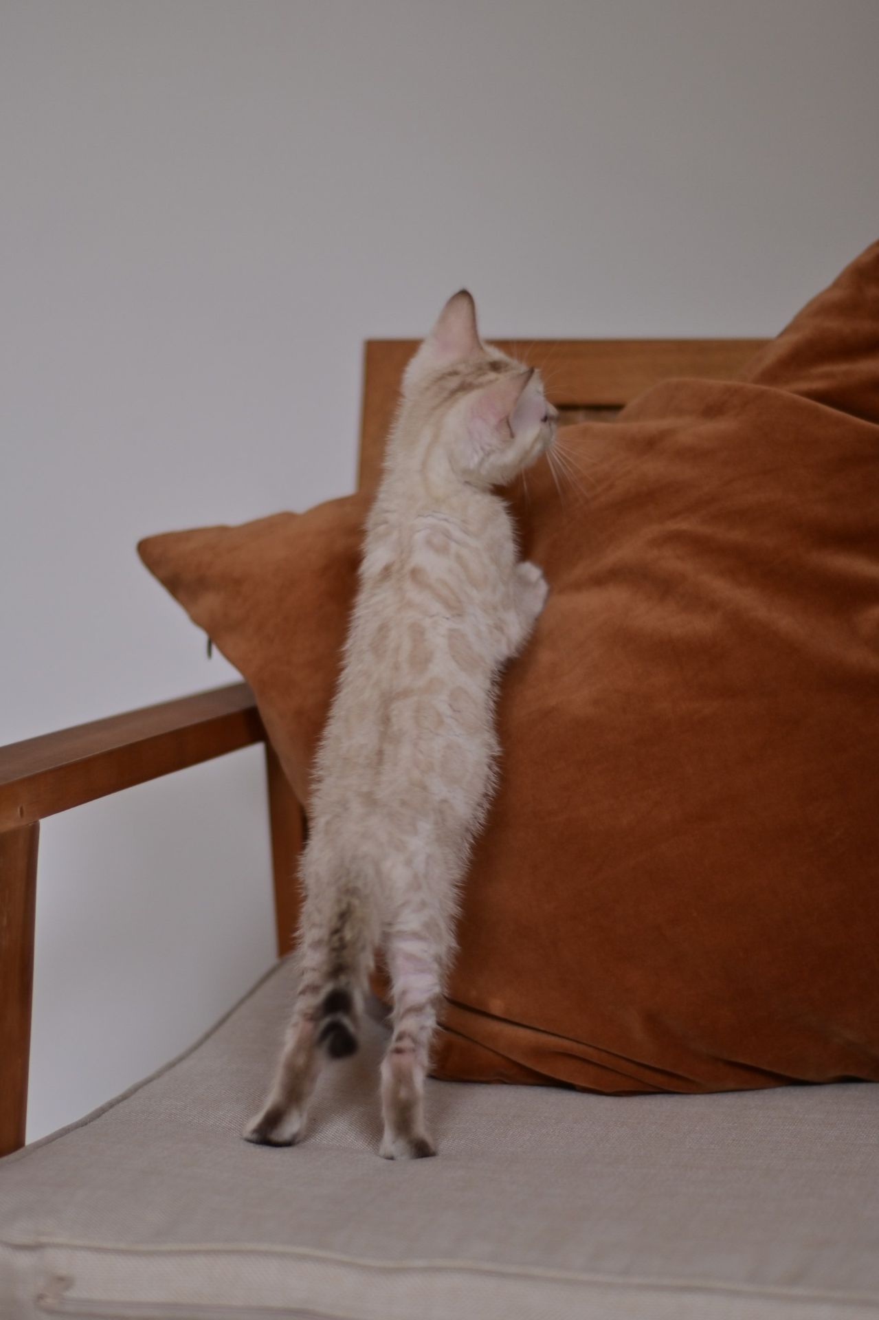 Cніжний бенгальський хлопчік