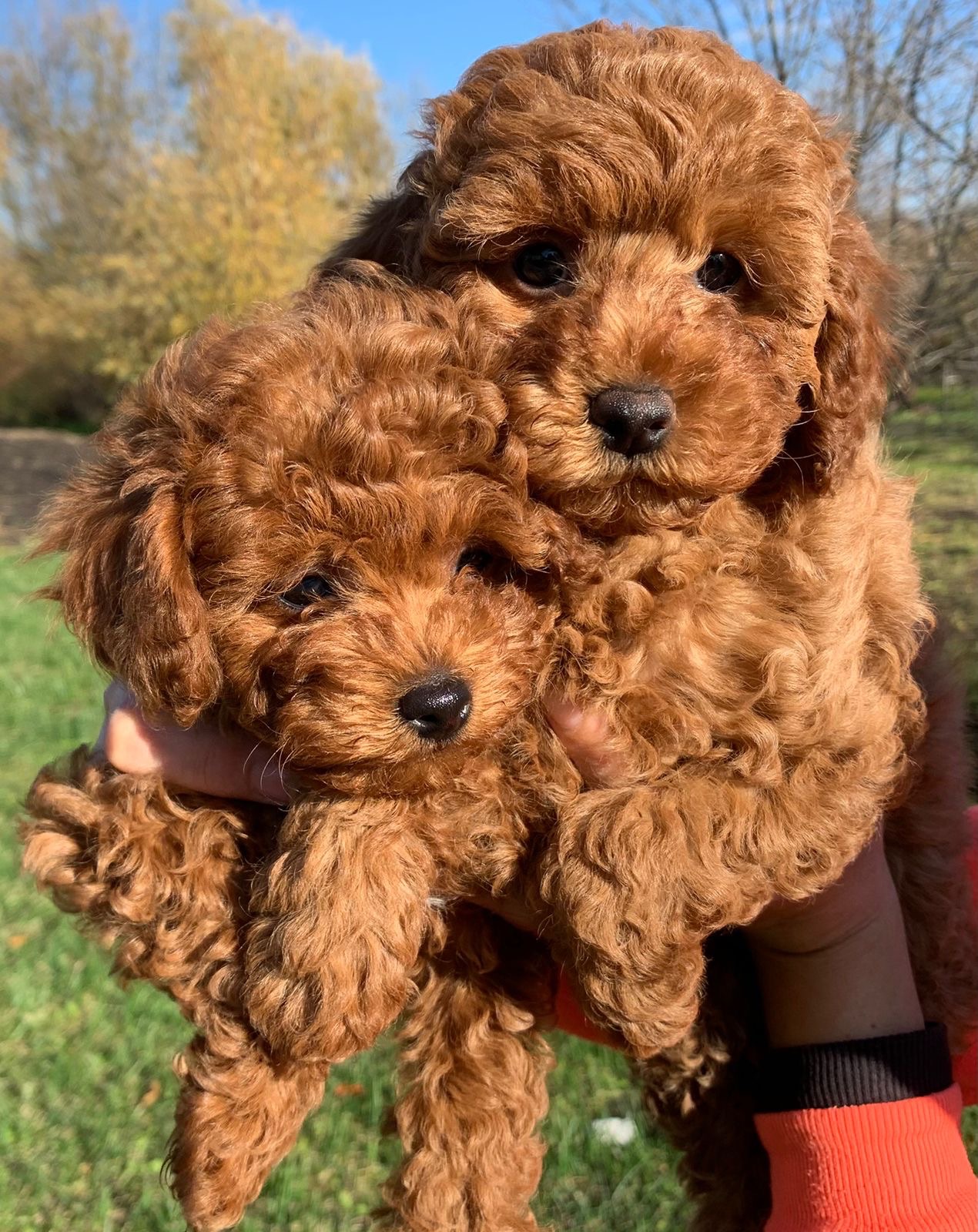 Цуценята міні пуделя