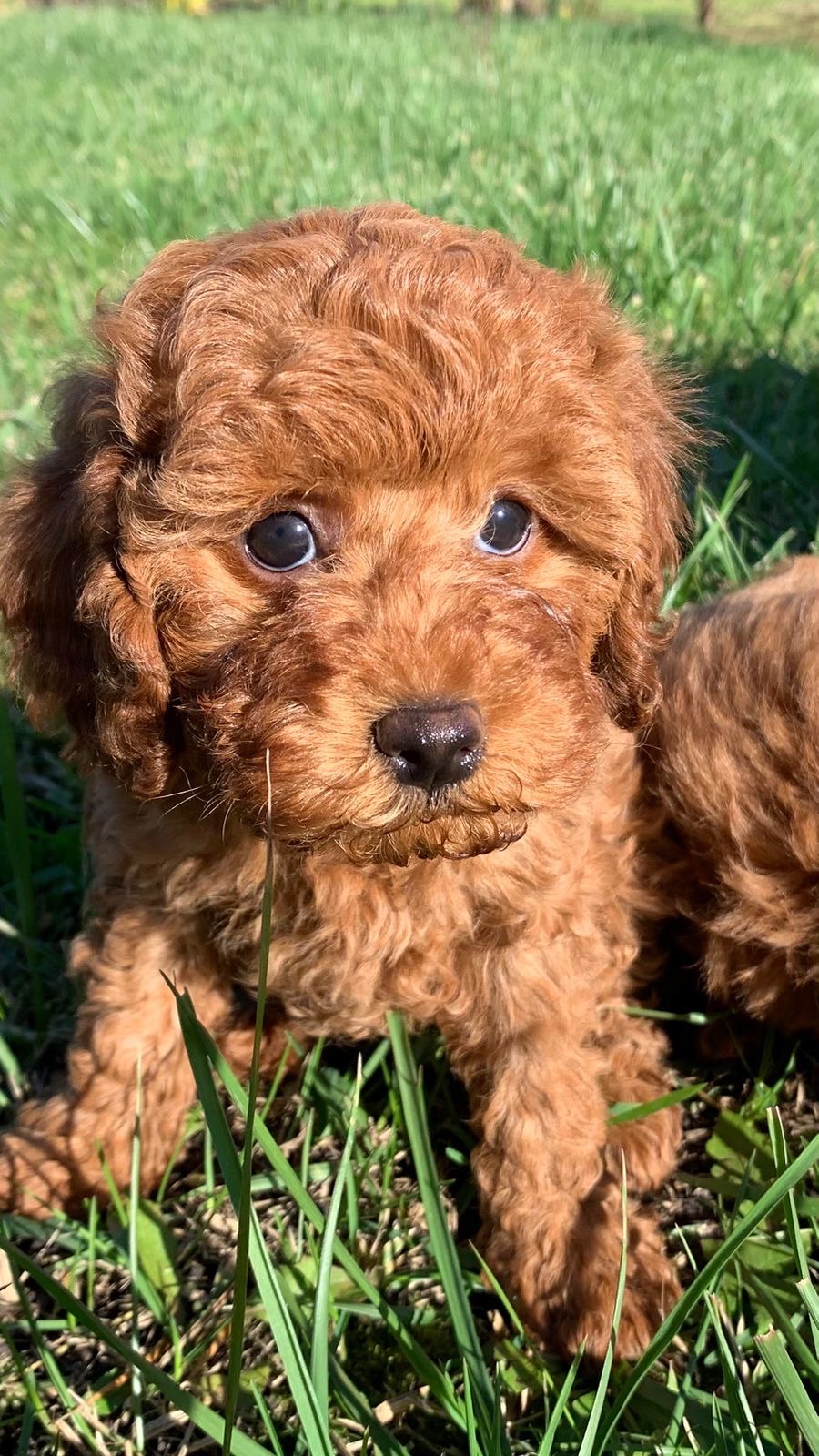 Цуценята міні пуделя