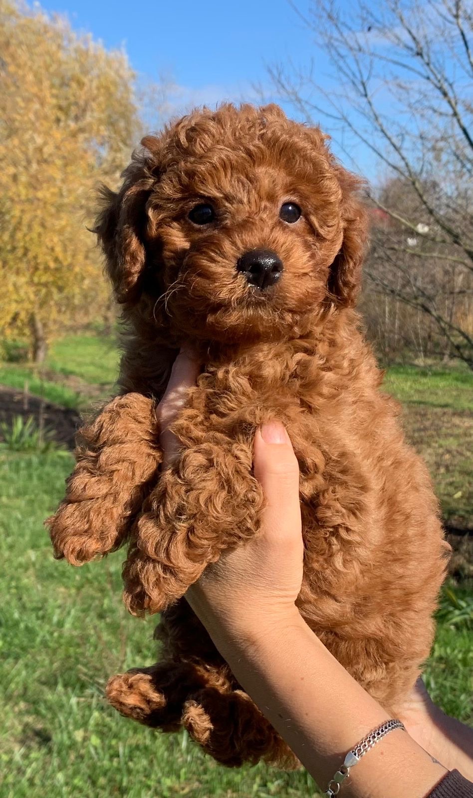 Цуценята міні пуделя