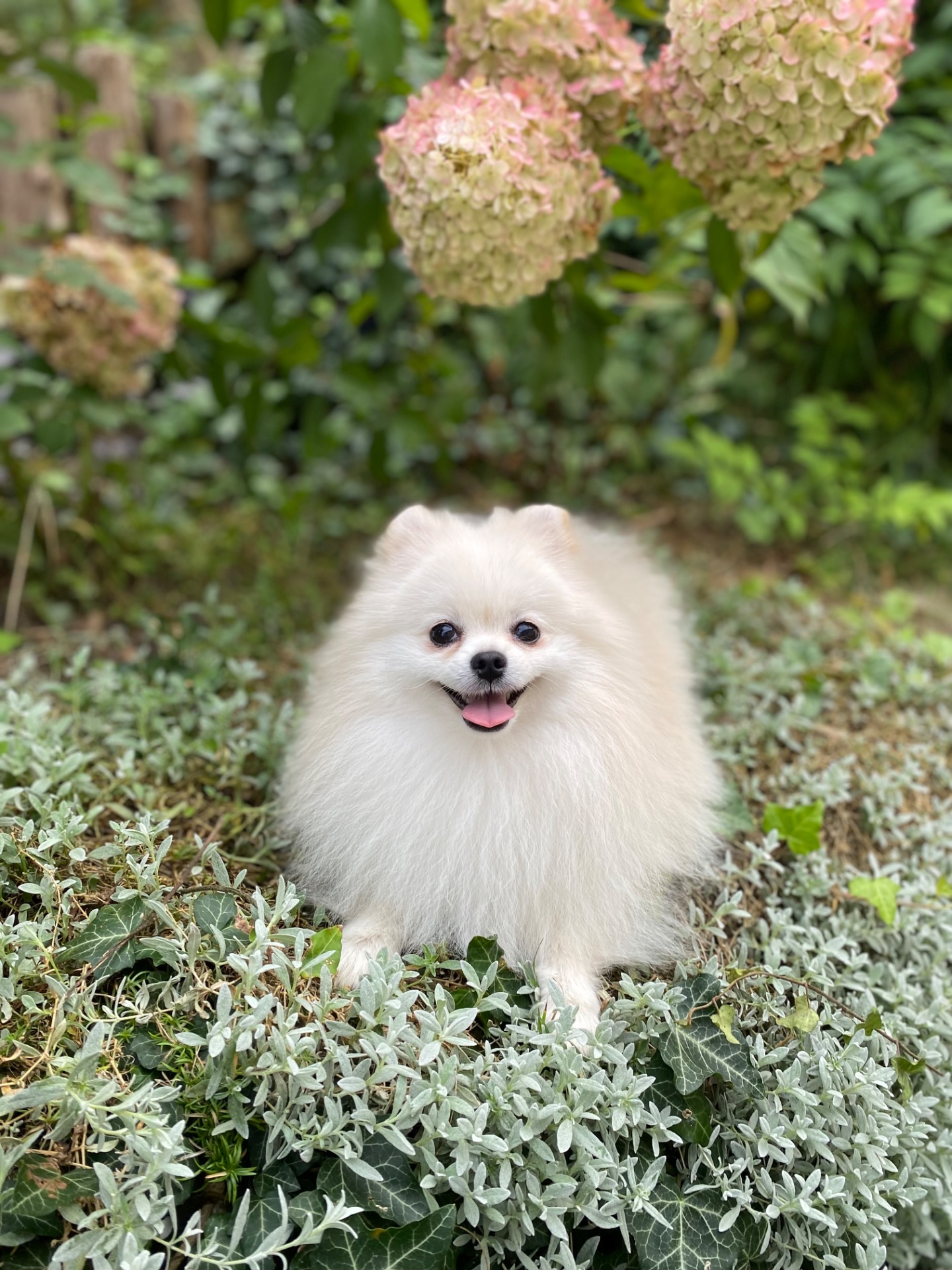 Померанський шпіц міні хлопчик
