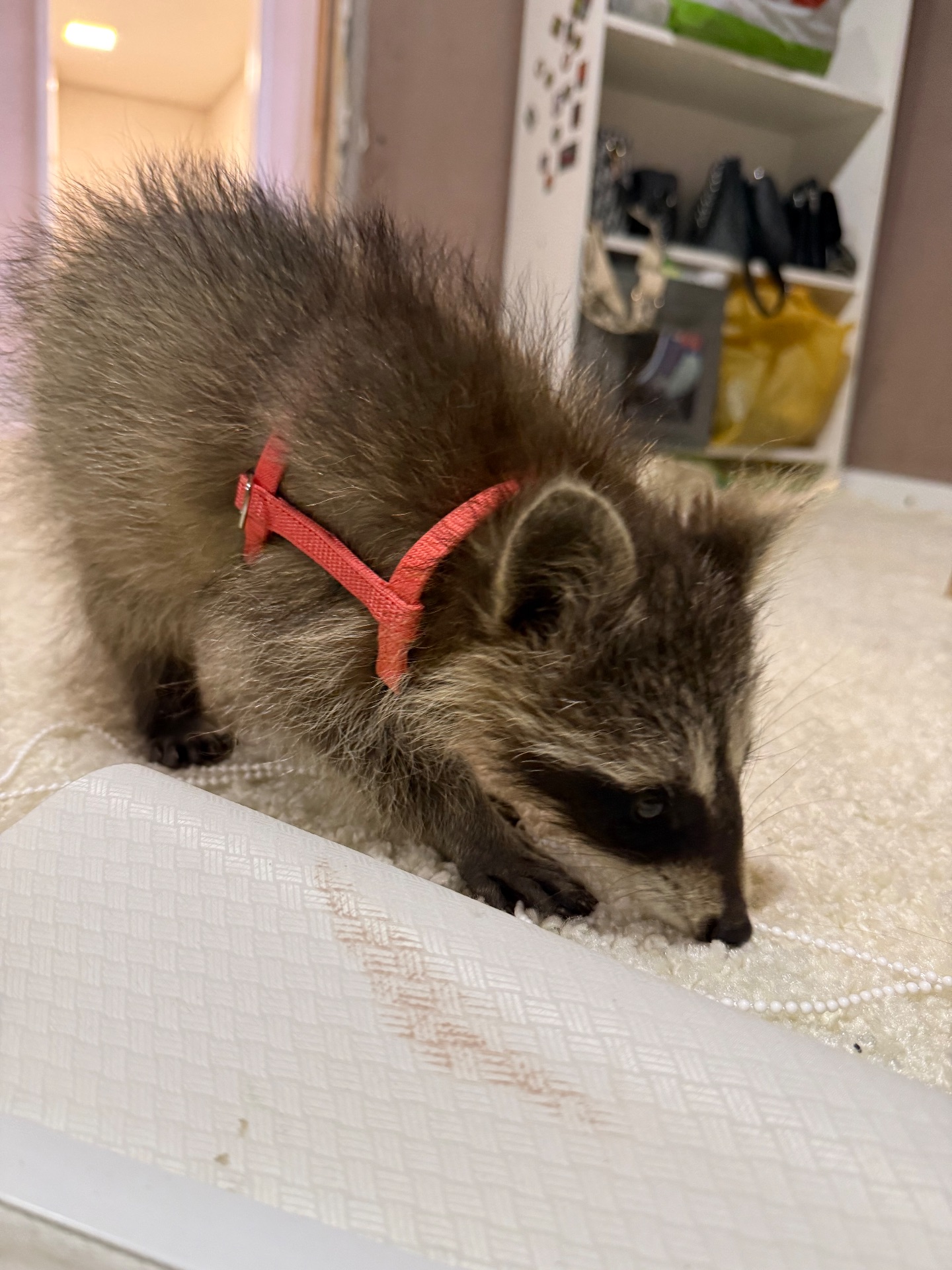 Енот полоскун