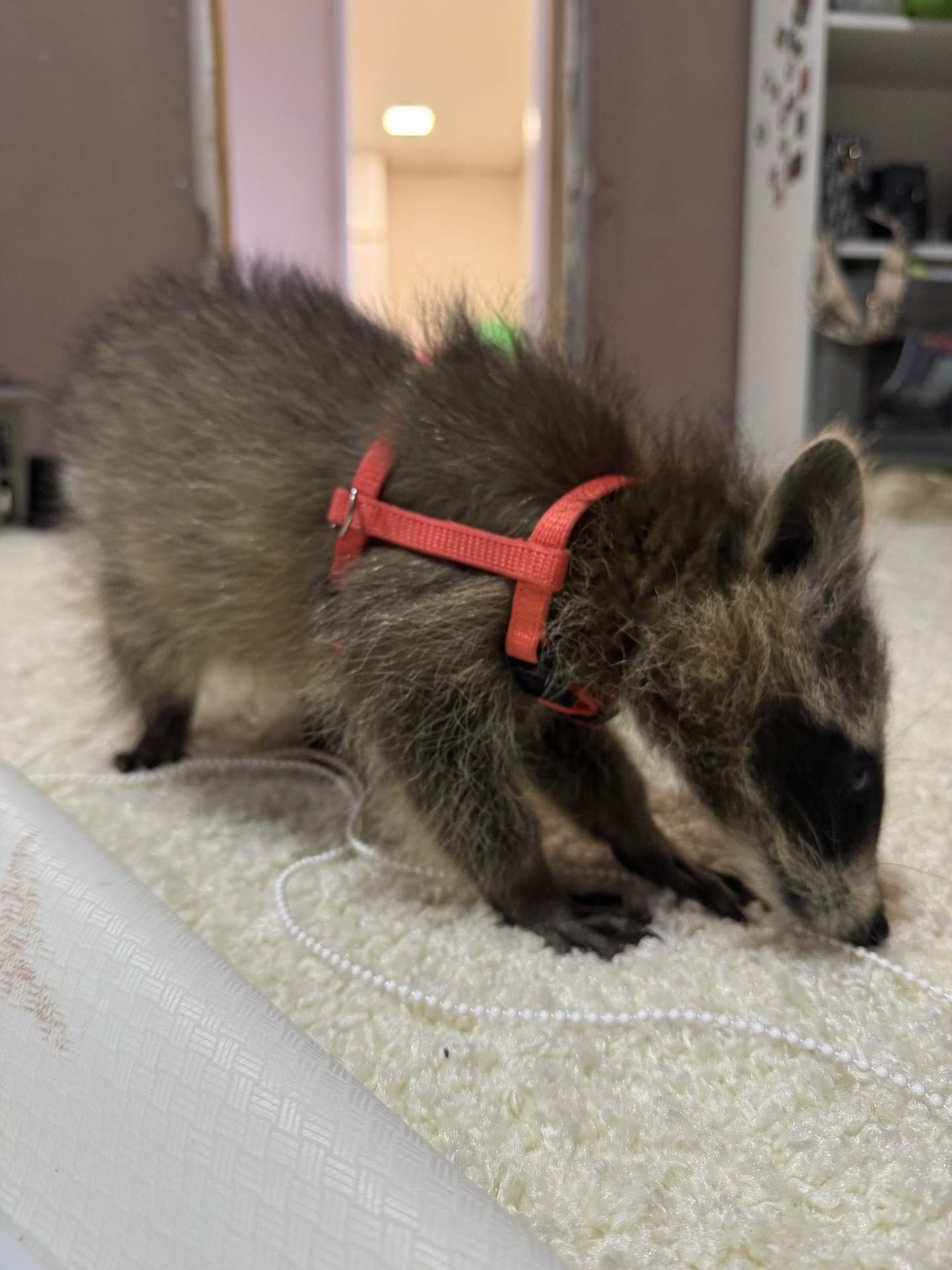 Енот полоскун