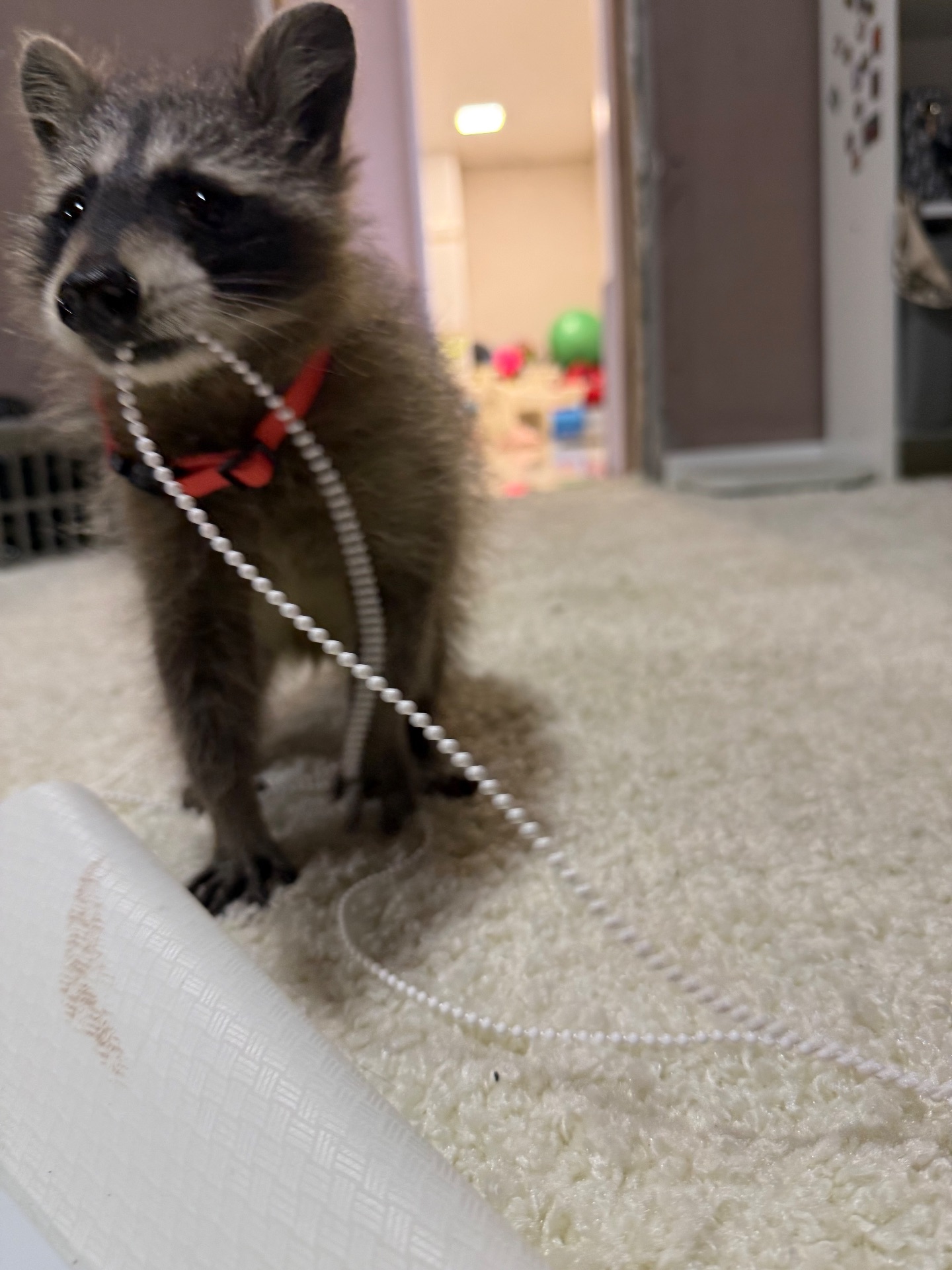 Енот полоскун