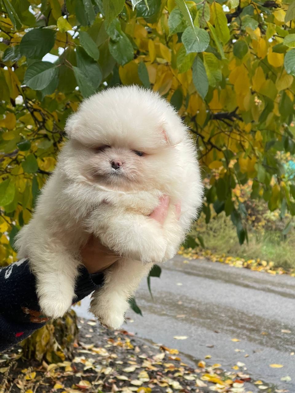 Хлопчики та дівчинка померанський шпіц
