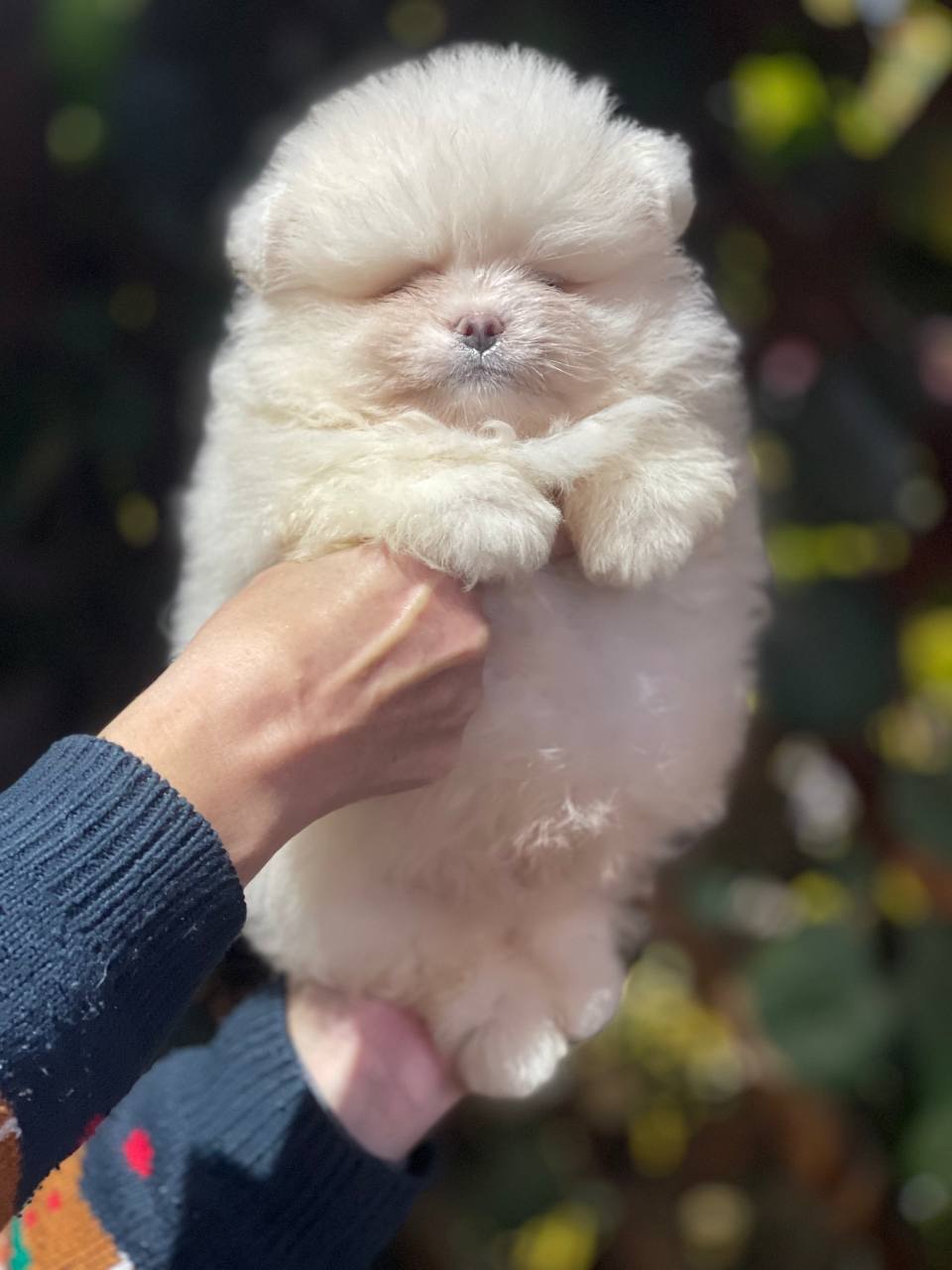 Хлопчики та дівчинка померанський шпіц