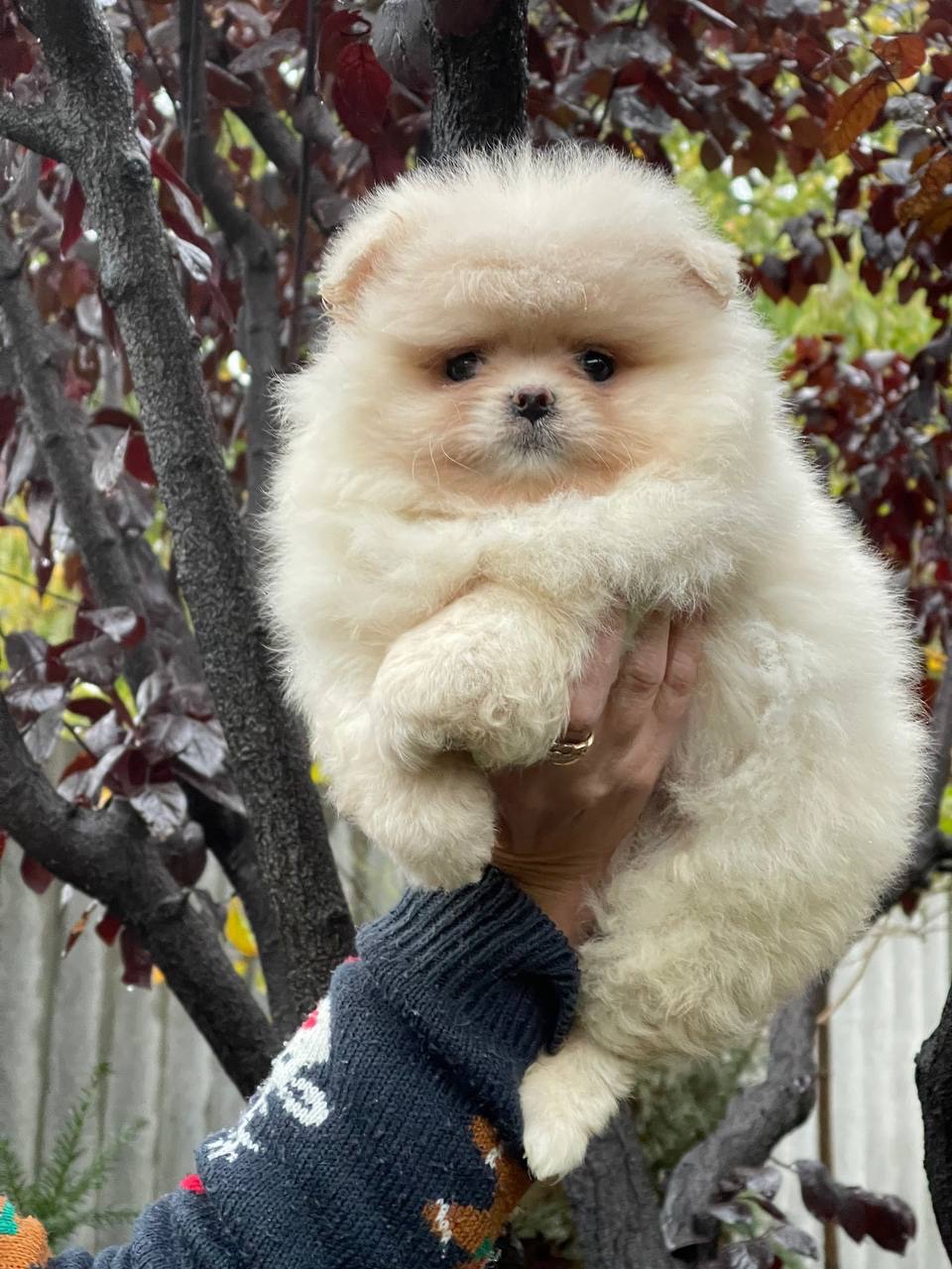 Хлопчики та дівчинка померанський шпіц