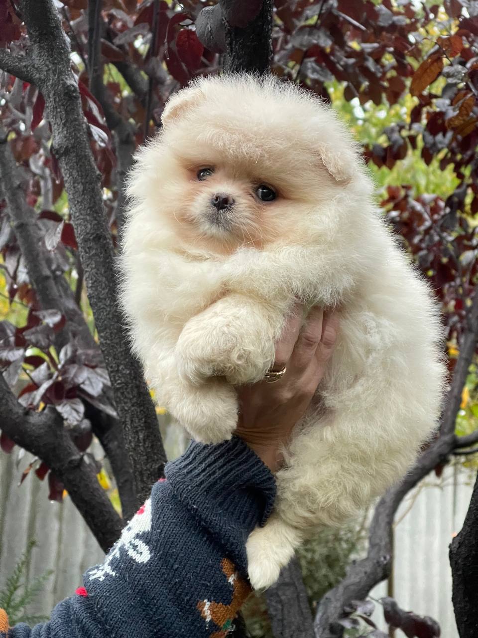 Хлопчики та дівчинка померанський шпіц