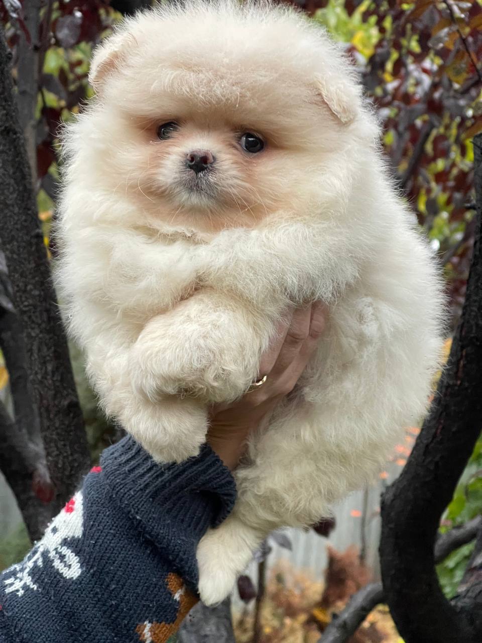 Хлопчики та дівчинка померанський шпіц