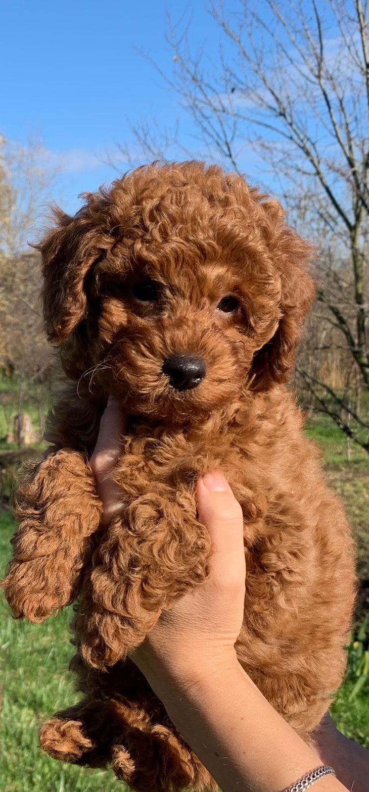 Цуценята міні пуделя