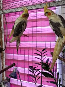 Продам карел