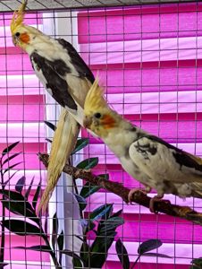 Продам карел