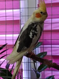 Продам карел