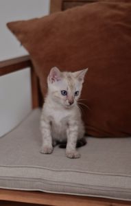 Cніжний бенгальський хлопчік